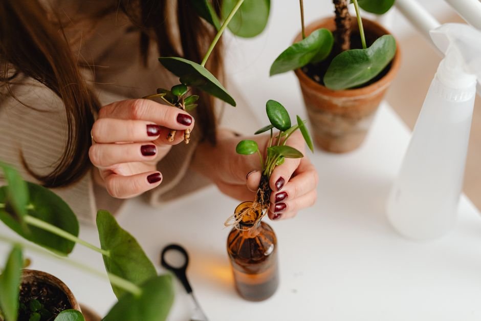 A woman carefully potting pilea plants. Ideal for gardening and houseplant care themes.