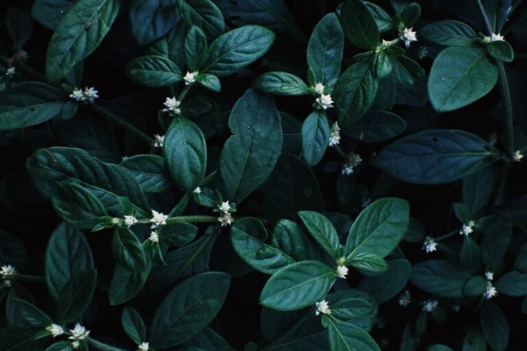 Full frame background of lush aquatic plant Alternanthera sessilis with thin blooming flowers
