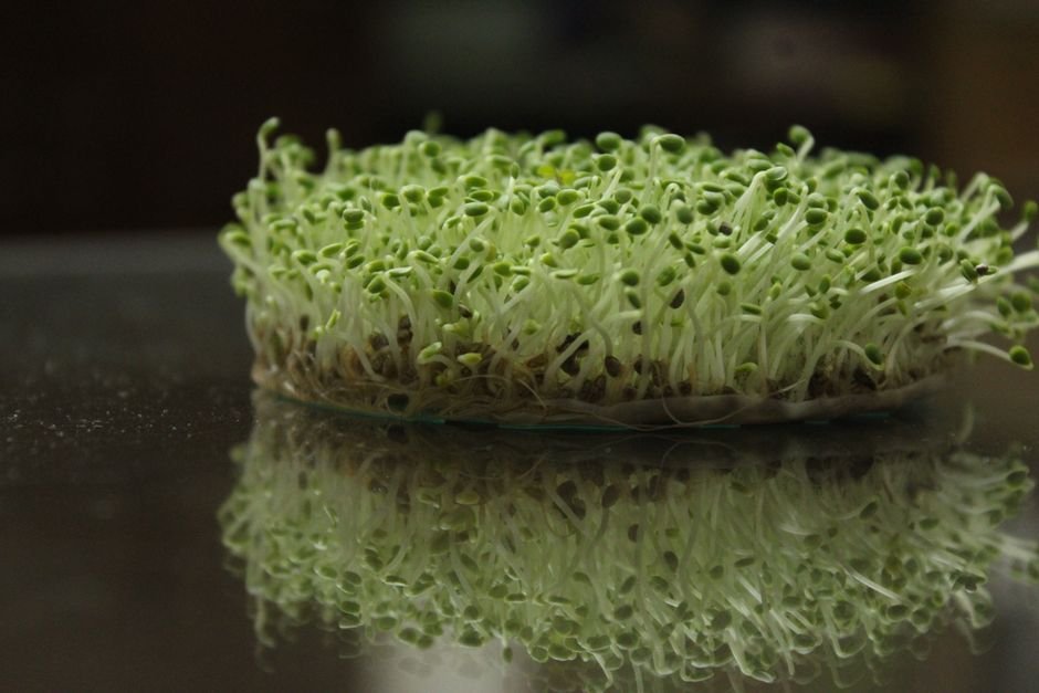Vibrant green sprouts with roots on a reflective surface, showcasing fresh growth.