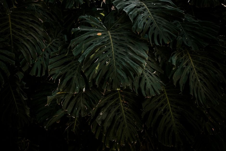 Dark and moody photograph of Monstera leaves with minimal light, creating an exotic jungle feel.