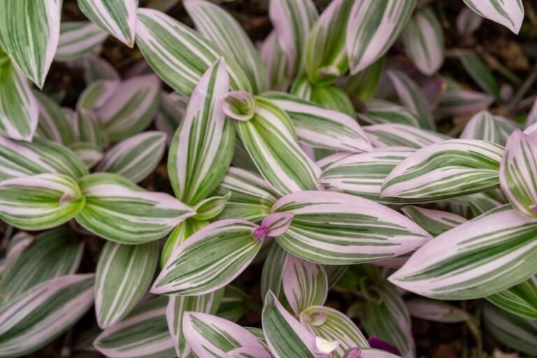 Detailed view of variegated tradescantia leaves showcasing pink and green stripes.