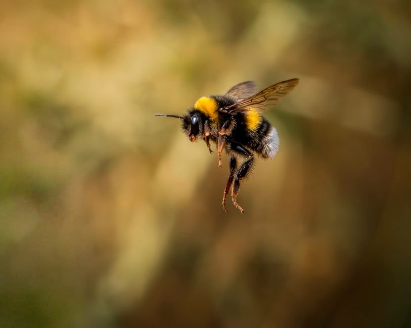 A detailed photograph capturing a bumblebee mid-flight with a soft, blurred background.