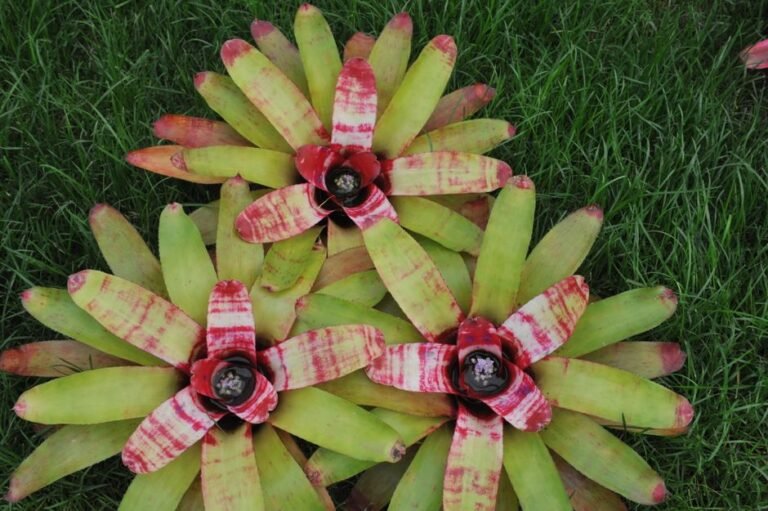 Top view of vibrant bromeliad plants growing on green grass, showcasing exotic tropical nature.