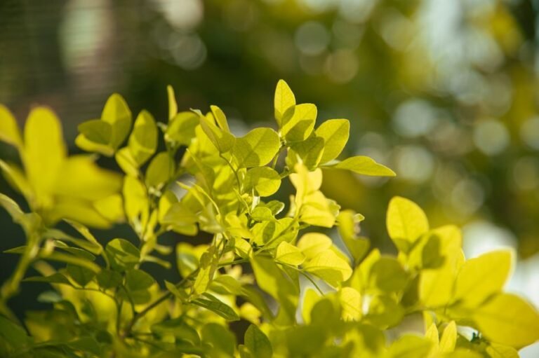 Sunlit yellow-green leaves in focus with a soft, blurred natural background outdoors.