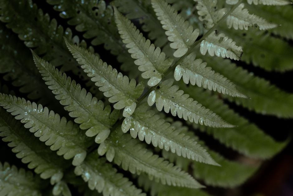 Detailed close-up of fresh green fern leaves with dew drops.