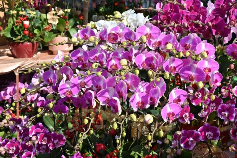 A vivid display of purple and white Phalaenopsis orchids in full bloom at a vibrant outdoor flower market.