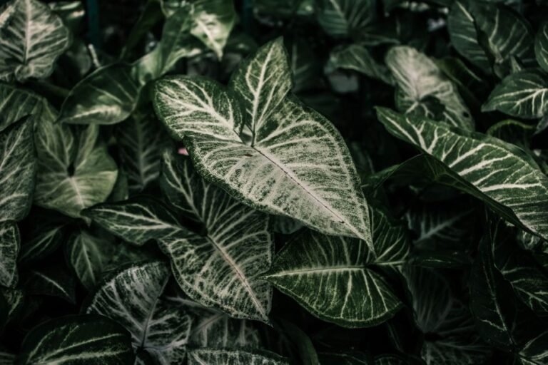 A close-up shot of arrowhead plants highlighting the intricate vein patterns in lush green leaves.