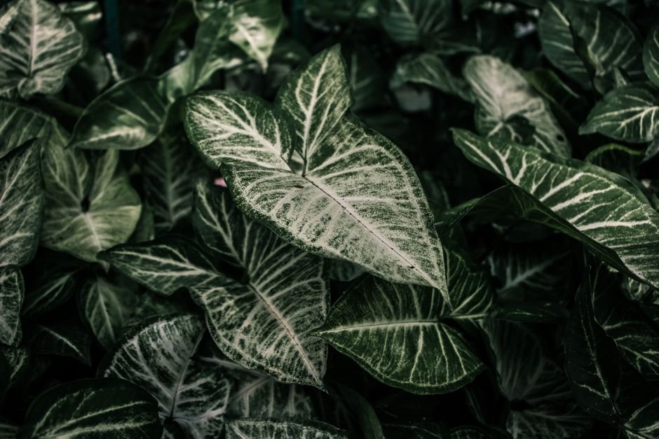 A close-up shot of arrowhead plants highlighting the intricate vein patterns in lush green leaves.