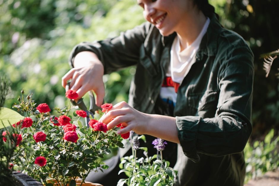 Crop positive female gardener with scissors cutting stems of blooming fragrant roses while working in green yard