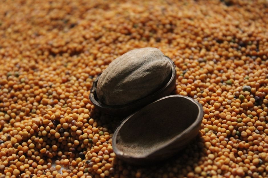 Detailed macro photograph of seed shells atop a bed of yellow mustard seeds.