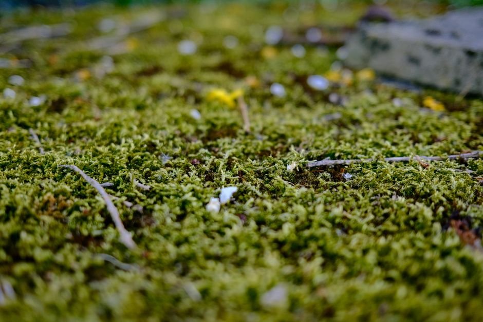 Detailed close-up photo of vivid green moss covering the ground in a natural setting.